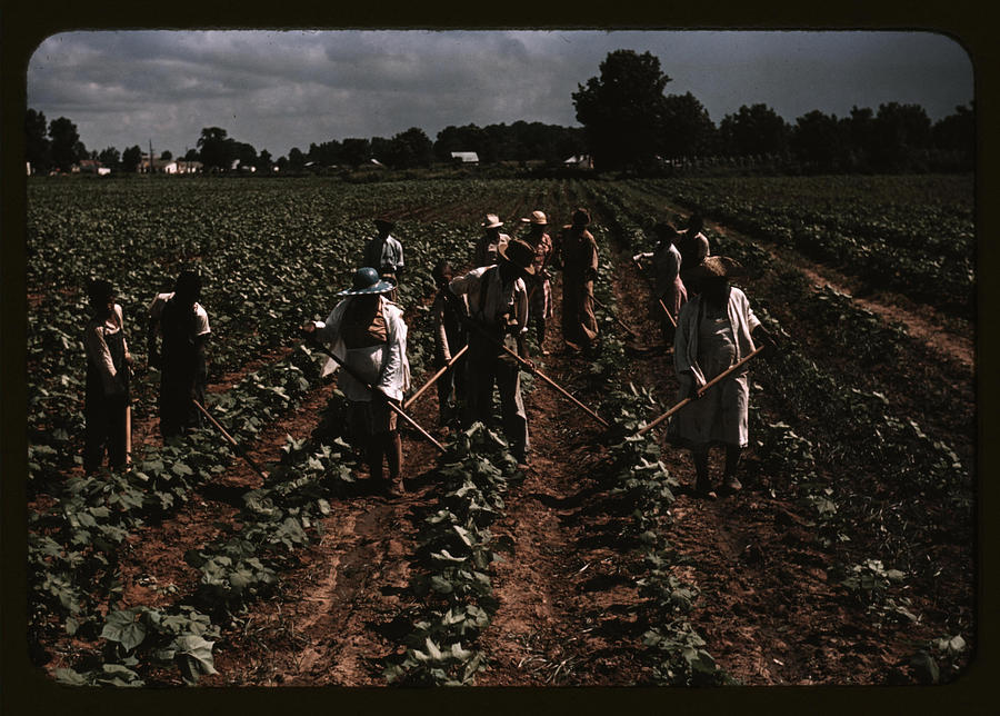 Plantation Workers Painting by Wolcott, Marion Post