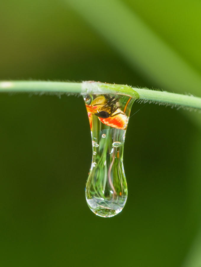 Planthopper In Water Droplet Photograph by Michael Lustbader
