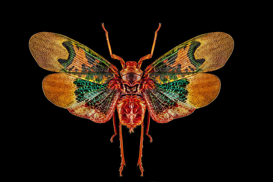 Planthopper Lanternfly by Gary Shepard Planthopper Lanternfly by Gary Shepard