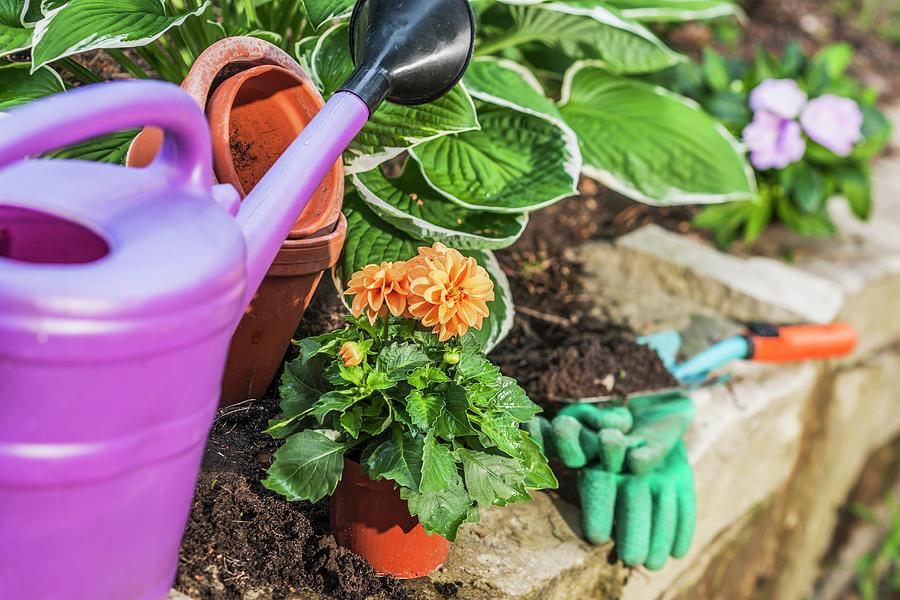 Planting A Flowering Dahlia In The Garden; Various Gardening Utensils Photograph by Foto4food