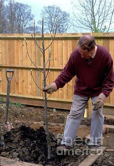 Planting A Tree (image 3 Of 6) Photograph by Anthony Cooper/science ...