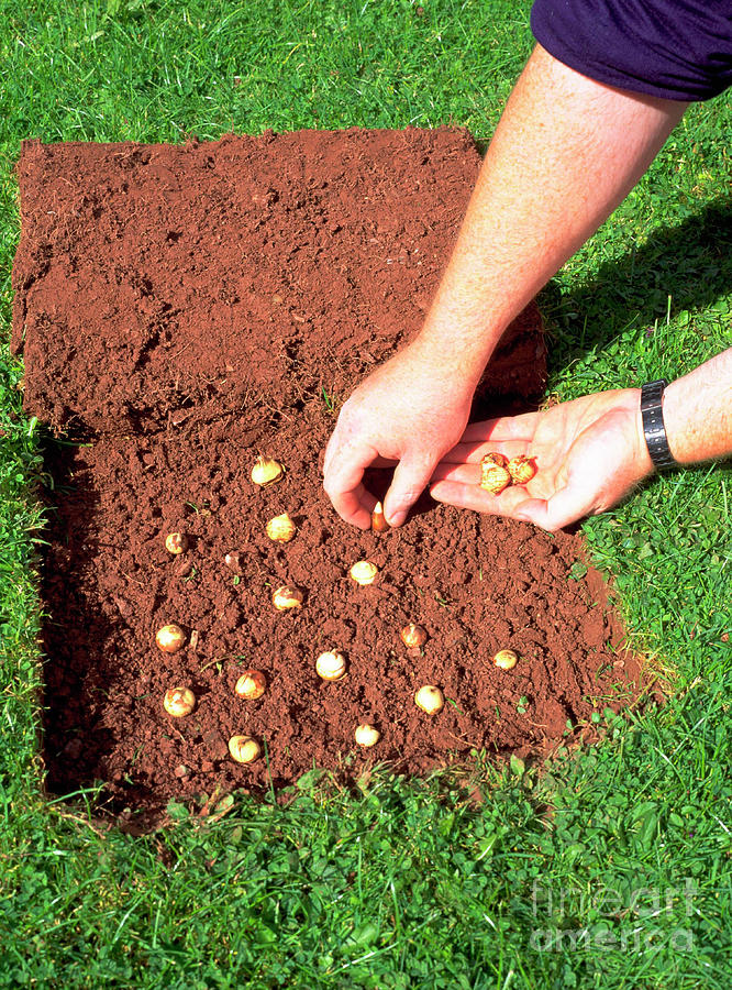 Planting Bulbs Photograph by Geoff Kidd/science Photo Library