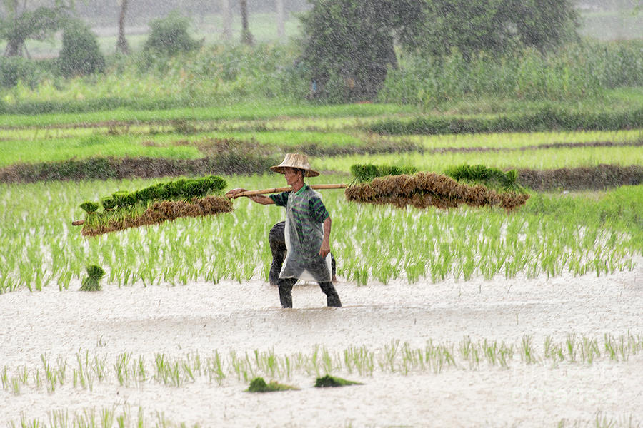 Planting in the Rain by Lee Craker Planting in the Rain by Lee Craker