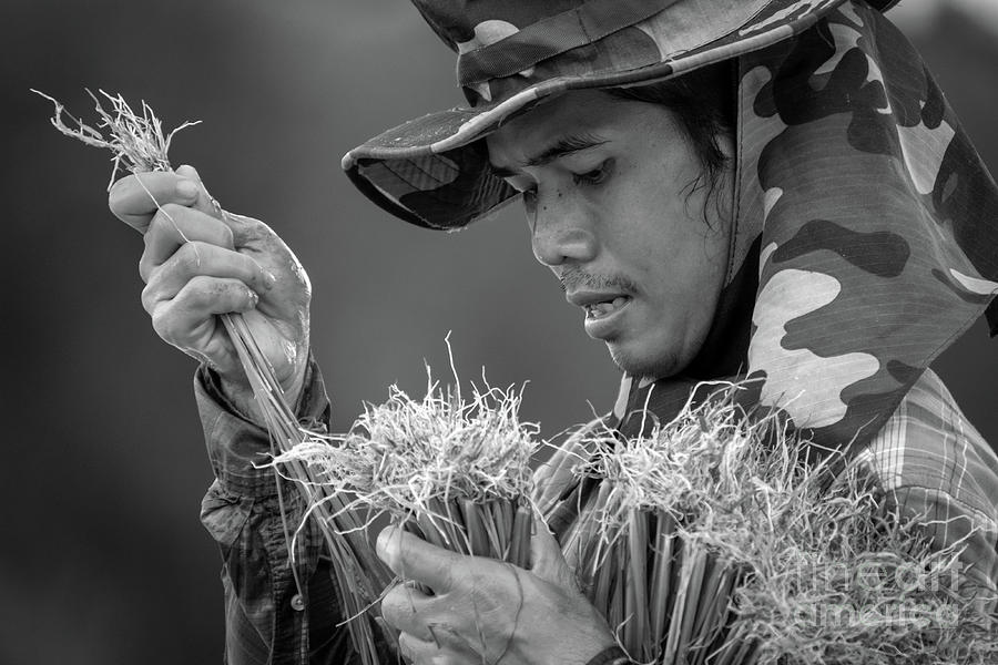 Planting Rice 201908062 by Lee Craker Planting Rice 201908062 by Lee Craker