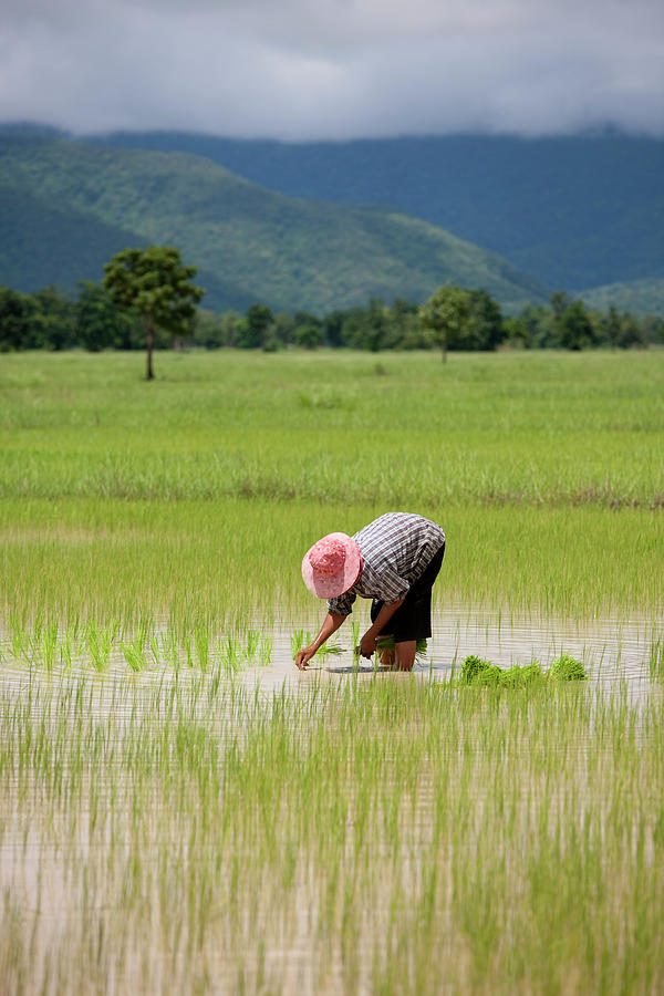Planting Rice Seedlings, Thailand Photograph by Enviromantic