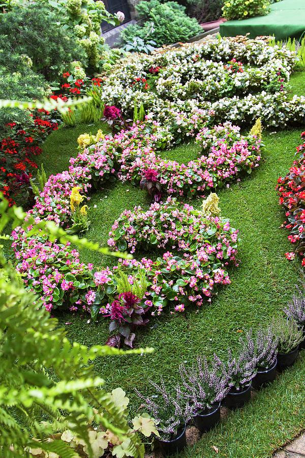 Planting Scheme Of Begonias In Park Photograph by Monika Halmos