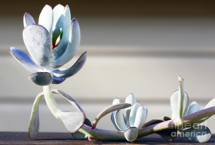 Succulent Photograph - Plants Are Aliens by Steven Digman Succulent Photograph - Plants Are Aliens by Steven Digman
