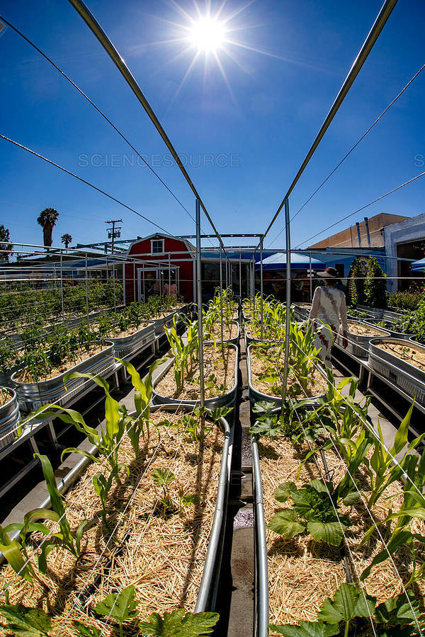 Plants Are Grown In A Hydroponic Farm Photograph by Spencer Grant