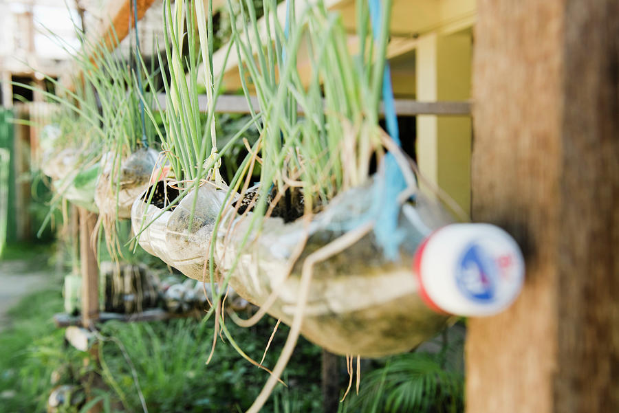 Plants Growing In Plastic Bottles Hanging From House, Cebu, Philippines ...