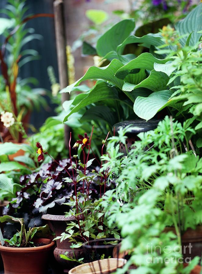 Plants In Containers Photograph By Rachel Warne/science Photo Library ...