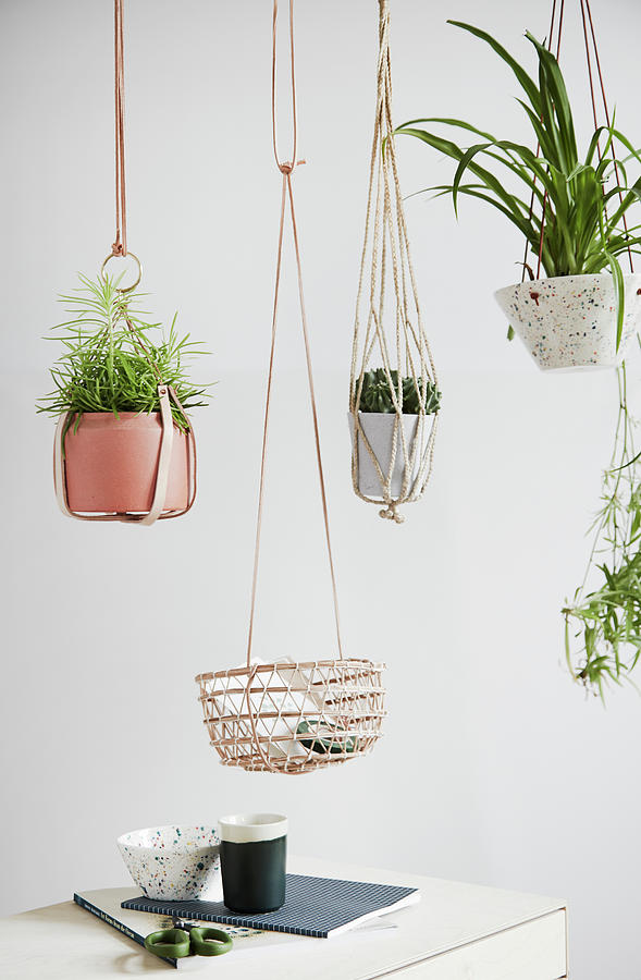 Plants In Hanging Baskets Made From Leather, Macrame And Basketwork Photograph by Nicoline Olsen