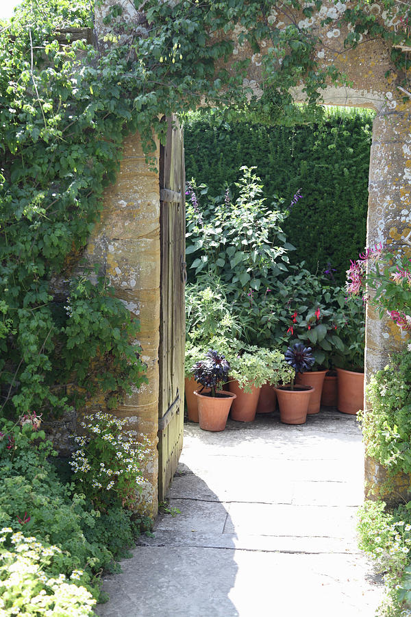 Plants In Terracotta Pots Seen Through Open Garden Door Photograph by Sonja Zelano