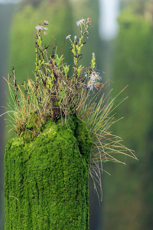 Plants on a Piling by Robert Potts Plants on a Piling by Robert Potts
