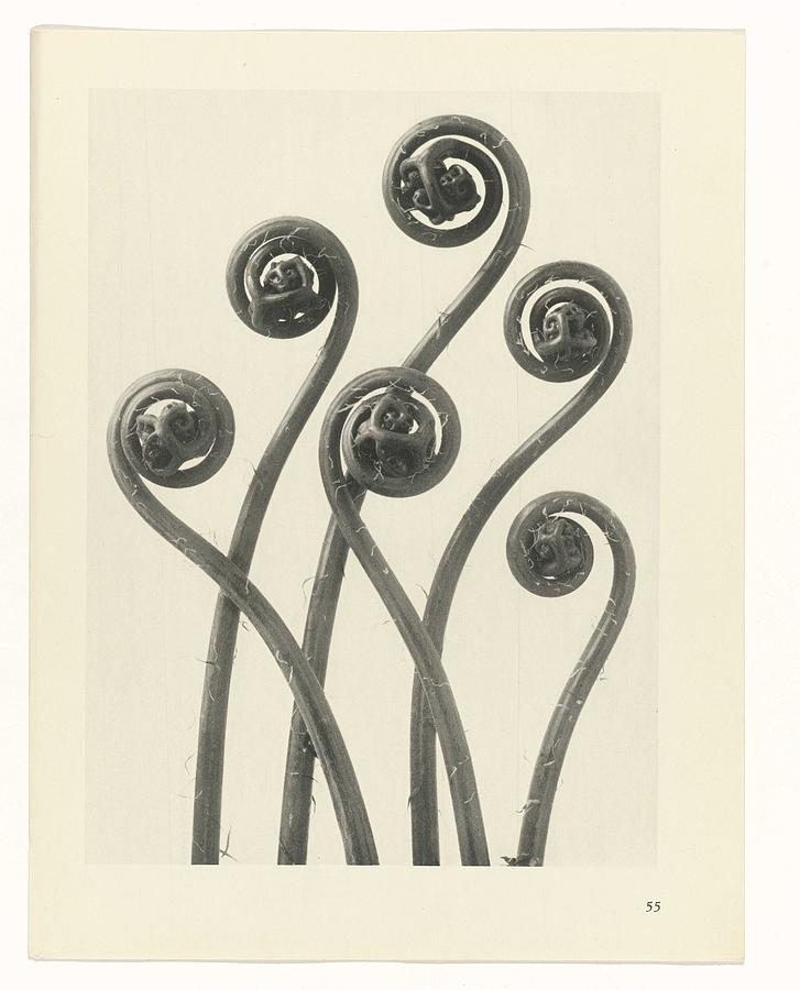Spring Painting - Plantstudie, Karl Blossfeldt, 1928 by Karl Blossfeldt