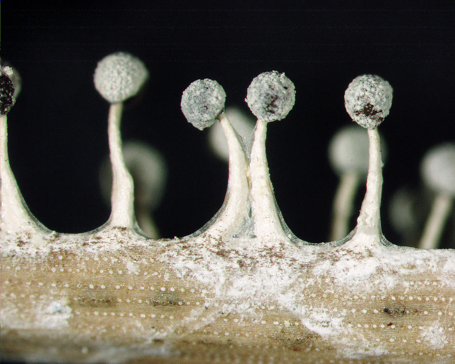 Plasmodial Slime Mold, Didymium Sp Photograph by Johnny Carson