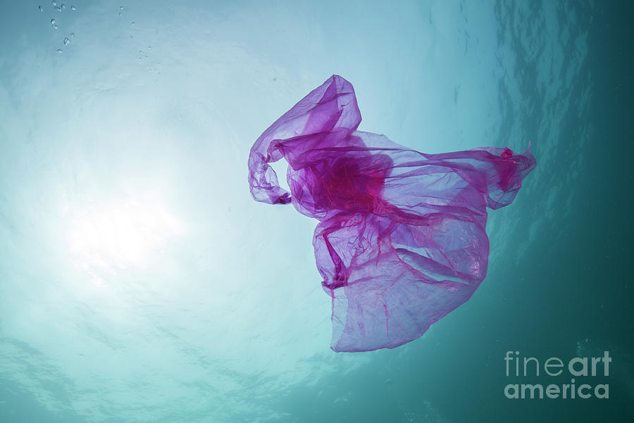 Plastic Bag In Ocean Photograph by Scubazoo/science Photo Library