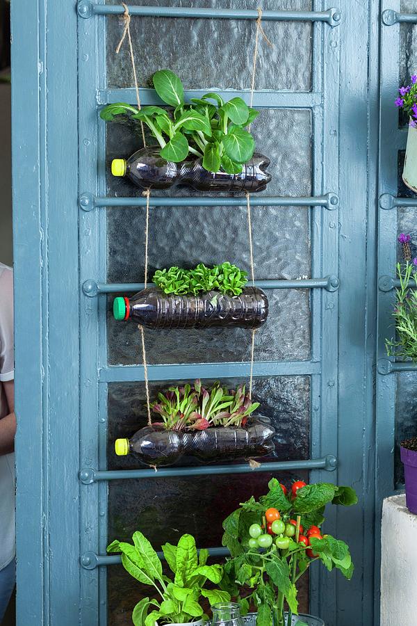 Plastic Bottles Upcycled Into Decorative Hanging Planter Photograph by Eising Studio - Food Photo & Video