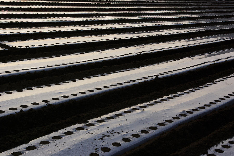 Plastic Sheets Cover Rows In Japanese Photograph by Copyright Bryan Hollar
