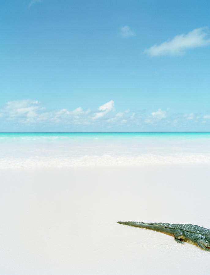 Plastic Tail Of Crocodile On Tropical Photograph by Nina Buesing Plastic Tail Of Crocodile On Tropical Photograph by Nina Buesing