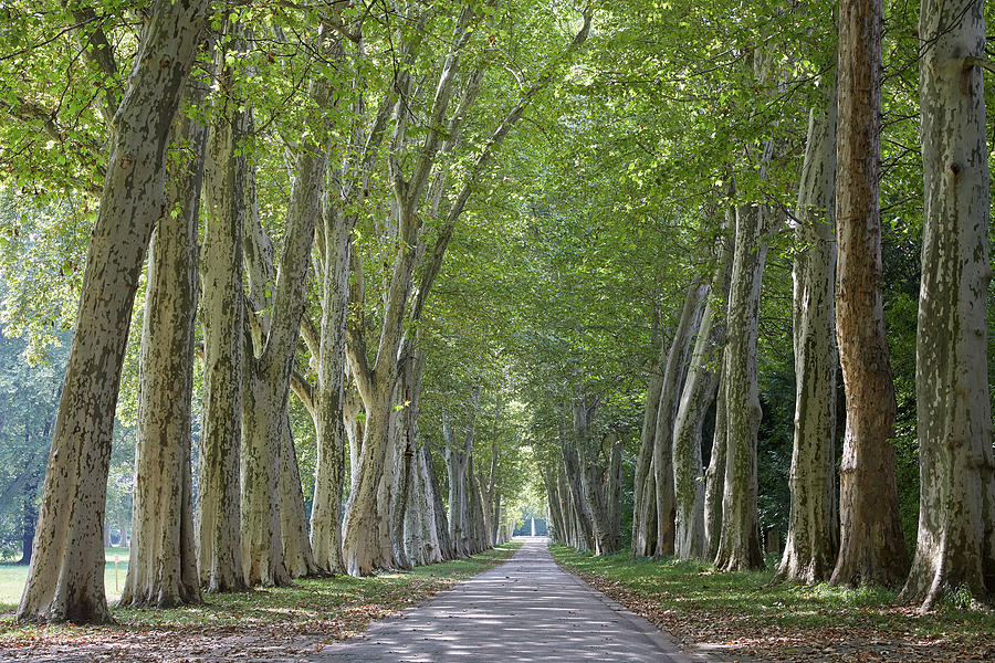 Platanenallee In The Castle Garden Stuttgart, Baden Würtenberg, Germany ...