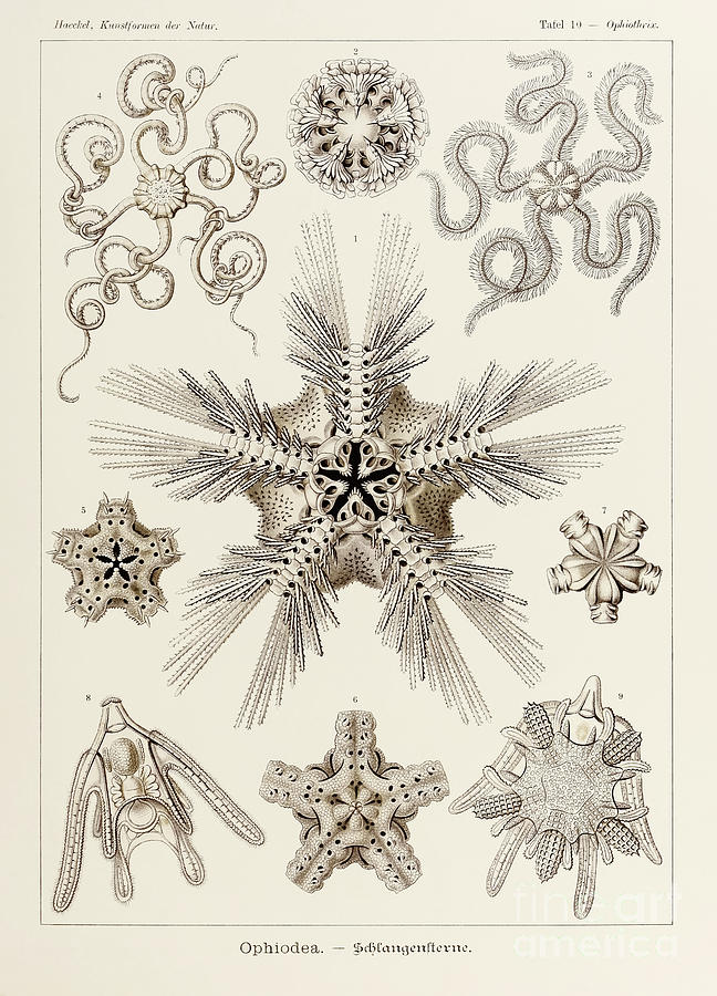 Ernst Haeckel Drawing - Plate 10 Ophiothrix Ophiodea by Ernst Haeckel