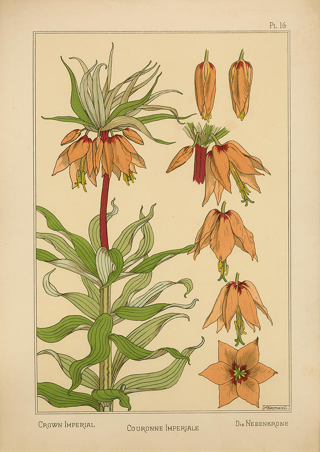 Plate 16 - Crown Imperial by Vintage Apple Collection - Fine Art America