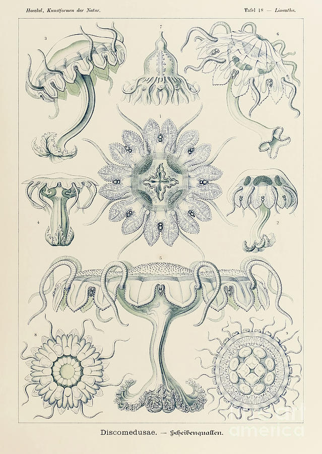 Plate 18 Linantha Discomedusae By Ernst Haeckel Drawing by Ernst Haeckel