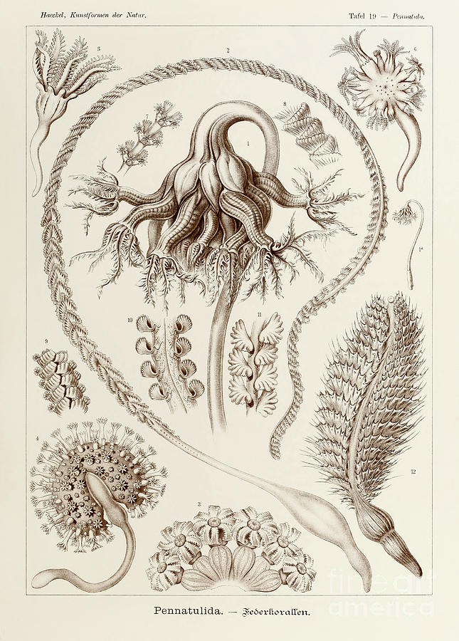 Plate 19 Pennatula Pennatulida By Ernst Haeckel Drawing by Ernst Haeckel