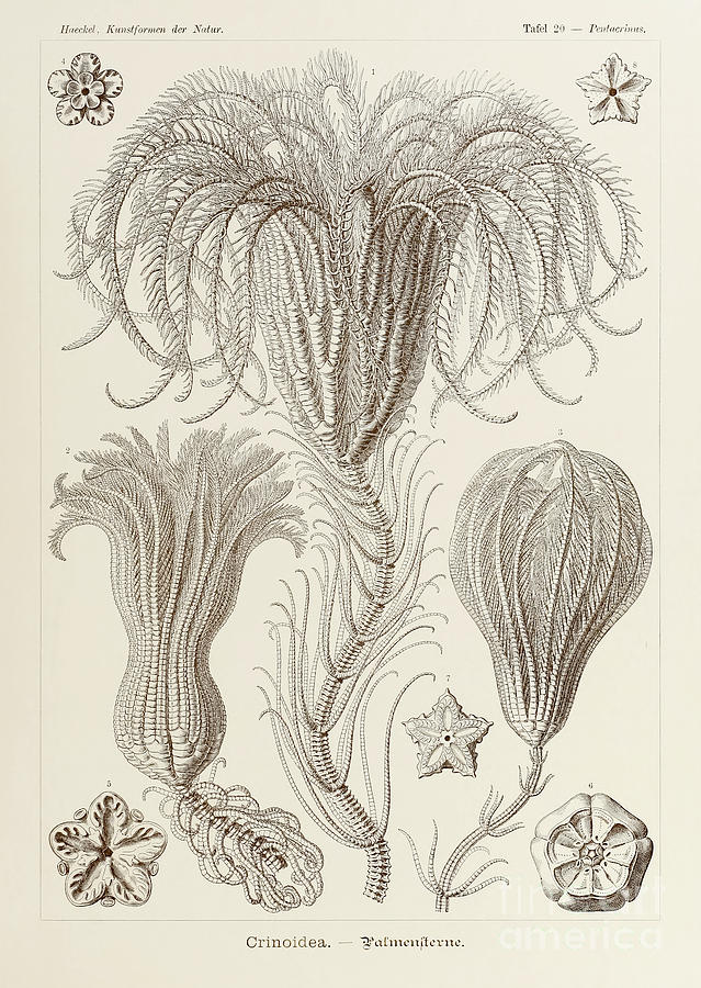 Plate 20 Pentacrinus Crinoidea By Ernst Haeckel Drawing by Ernst Haeckel