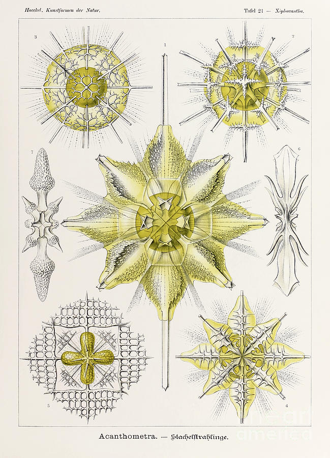 Plate 22 Elaphospyris Spyroidea By Ernst Haeckel Drawing by Ernst Haeckel