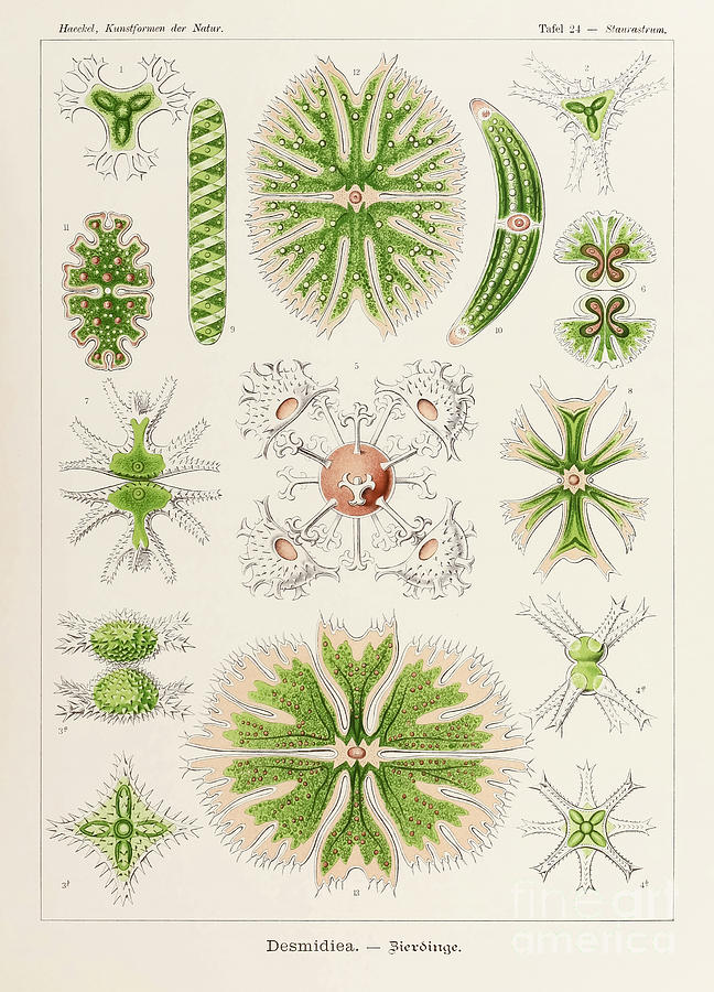 Plate 24 Staurastrum Desmidiea By Ernst Haeckel Drawing by Ernst Haeckel