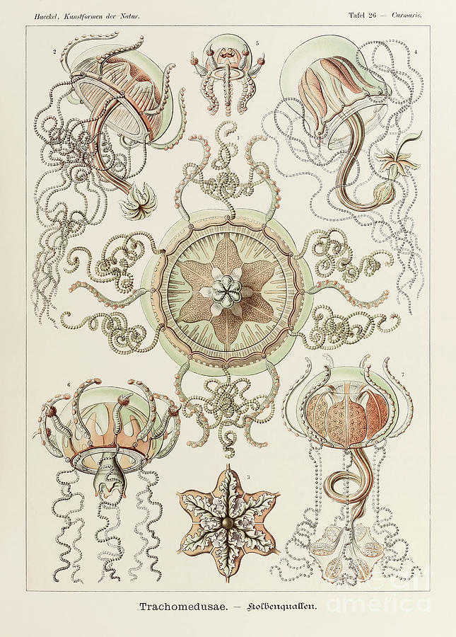 Plate 26 Carmaris Trachomedusae By Ernst Haeckel Drawing by Ernst Haeckel
