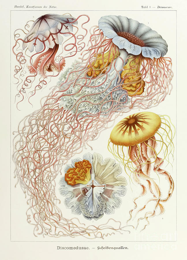 Plate 8 Desmonema Discomedusae Drawing by Ernst Haeckel