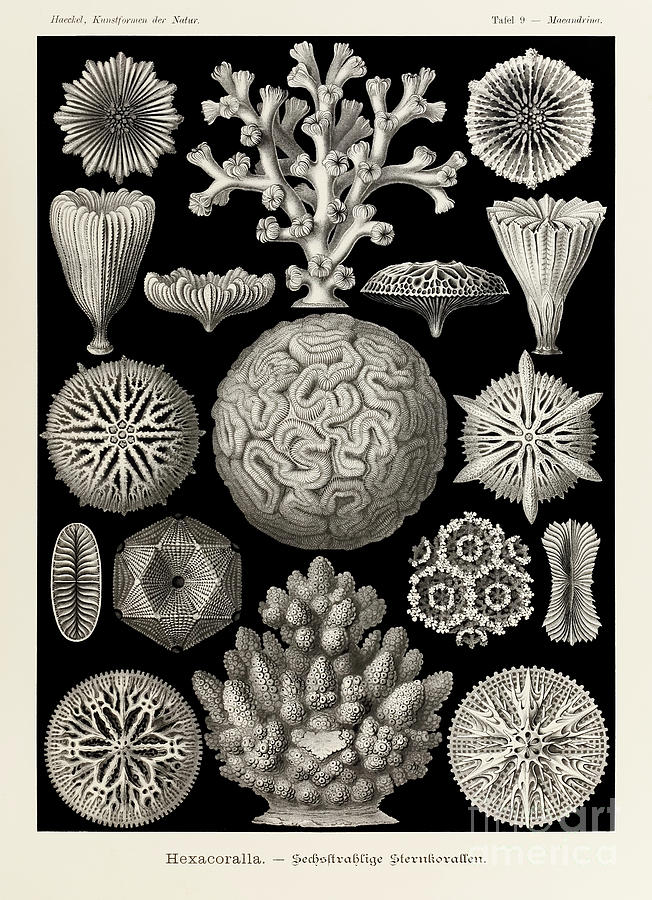 Plate 9 Maeandrina Hexacoralla Drawing by Ernst Haeckel