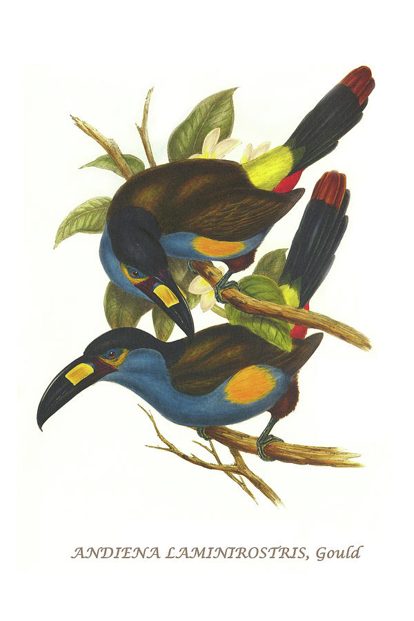Plate Billed Mountain Toucan Painting by John Gould