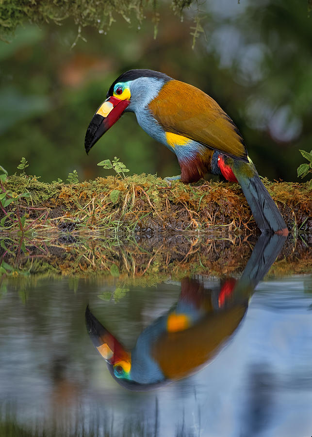 Toucan Photograph - Plate-billed Mountain-toucan by Siyu And Wei Photography