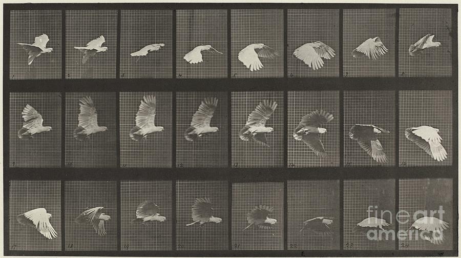 Plate Number 758. Cockatoo Flying, 1887 (collotype) Photograph by Eadweard Muybridge