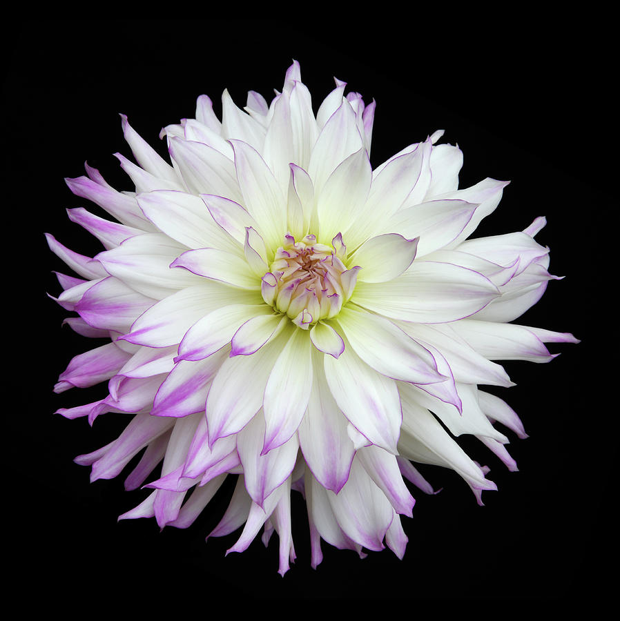 Plate Sized Dahlia Ferncliff Illusion Photograph by Rosemary Calvert