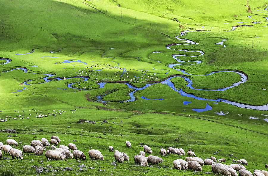 Sheep Photograph - Plateau by Suleyman Uzumcu