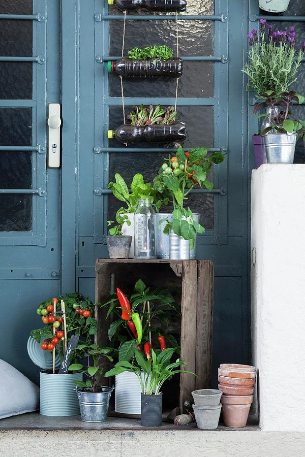 Platform Outside Front Door Decorated With Potted Vegetable Plants And Herbs Photograph by Eising Studio - Food Photo & Video