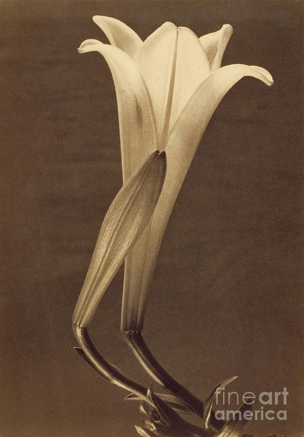 Platinum Print Of Lily By Tina Modotti, 1925 Platinum Print Photograph by Tina Modotti