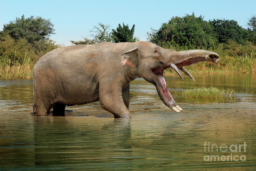Platybelodon Prehistoric Elephant Photograph by Roman Uchytel/science Photo Library