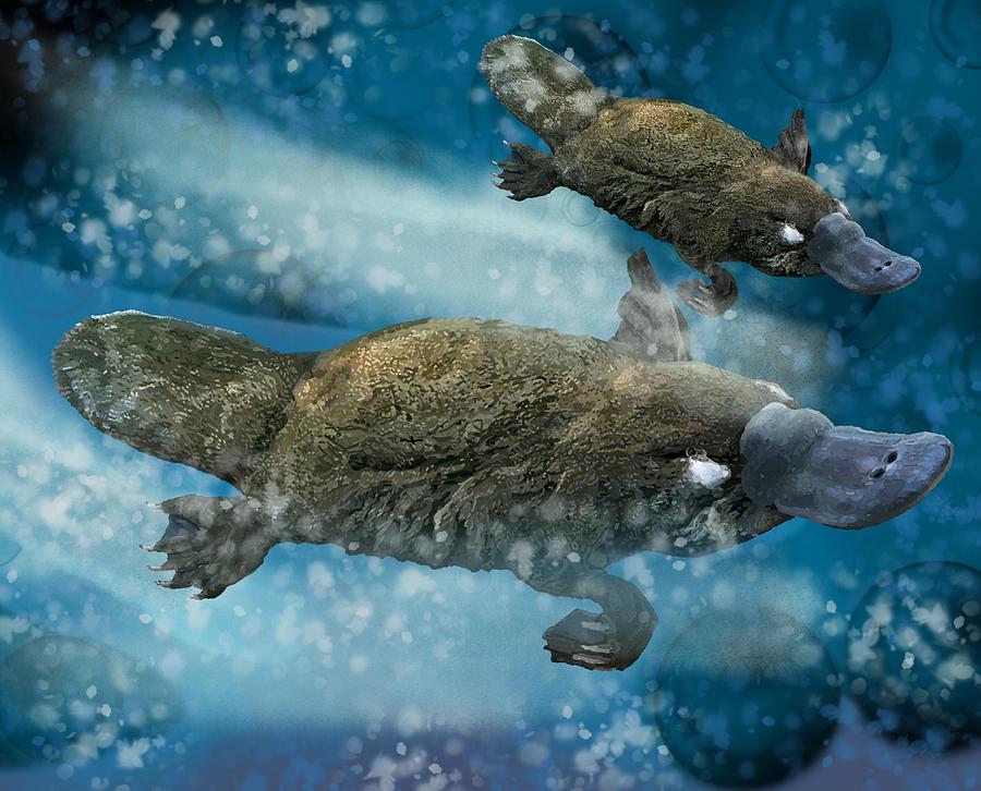 Animal Drawing - Platypus by 2 by Joan Stratton