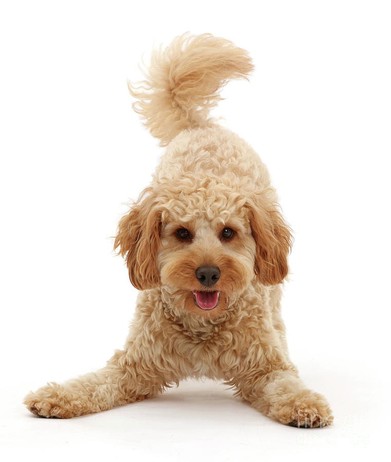 Play-Bow Cavapoo by Warren Photographic Play-Bow Cavapoo by Warren Photographic