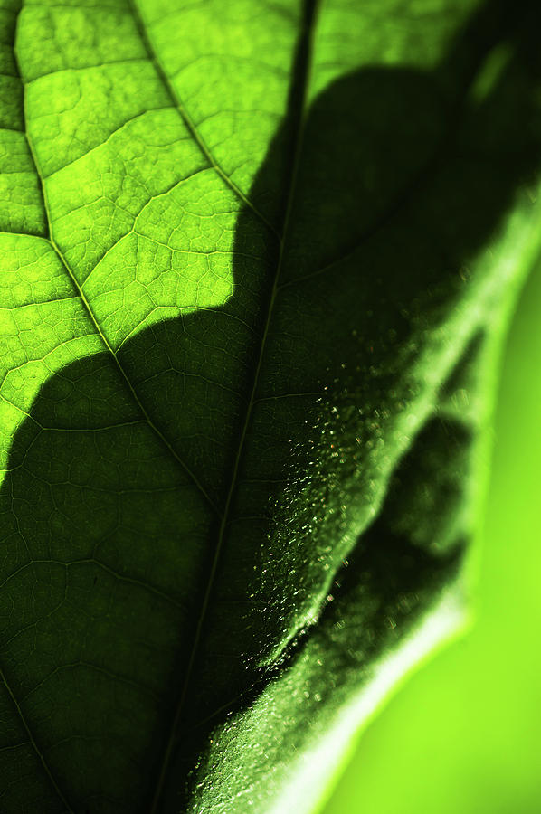 Play of Light and Shadow. Green Leaf Macro 1 Photograph by Jenny Rainbow