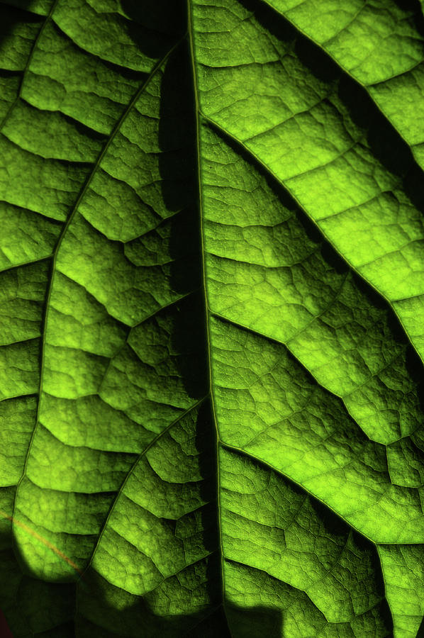 Play of Light and Shadow. Green Leaf Macro 11 Photograph by Jenny Rainbow