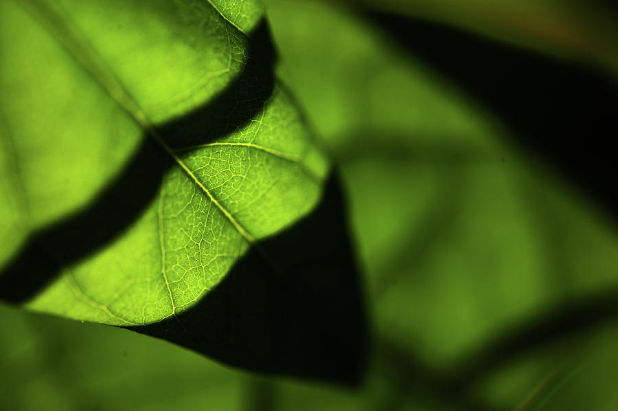 Play of Light and Shadow. Green Leaf Macro 13 Photograph by Jenny Rainbow