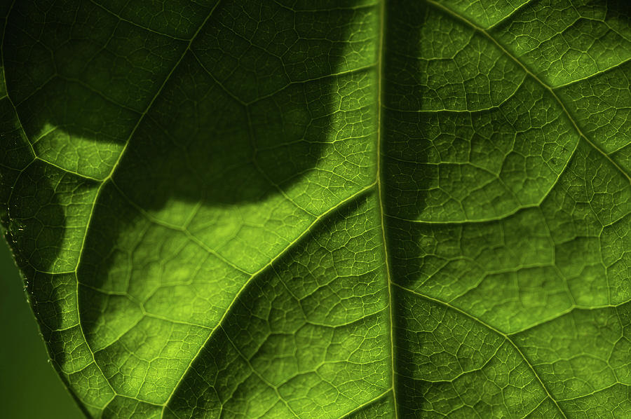 Play of Light and Shadow. Green Leaf Macro 3 5 Photograph by Jenny Rainbow