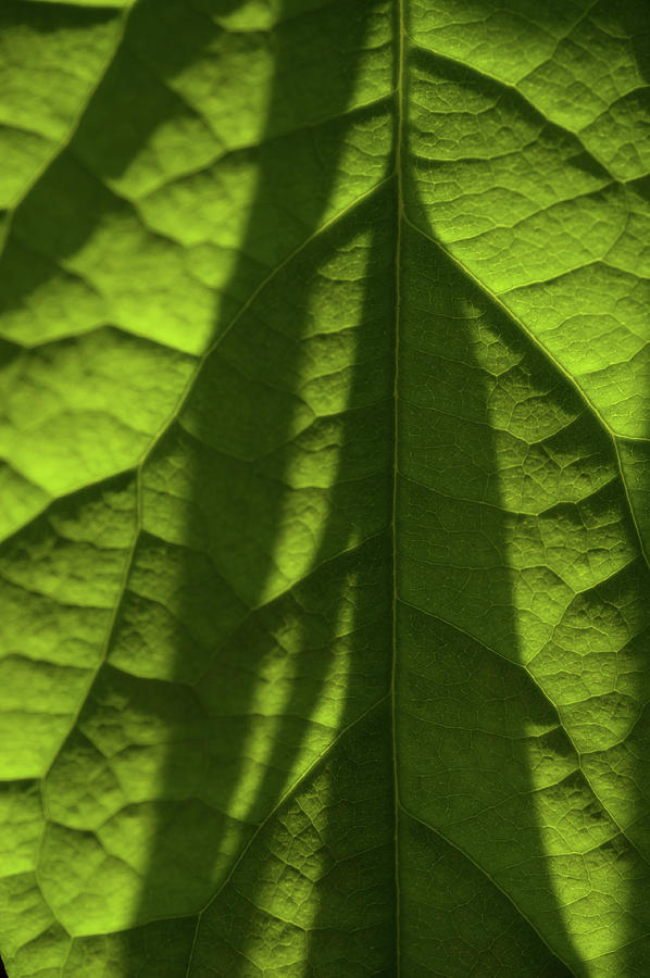Play of Light and Shadow. Green Leaf Macro 7 Photograph by Jenny Rainbow