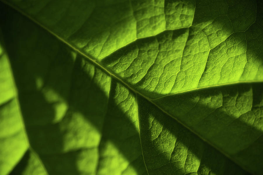 Play of Light and Shadow. Green Leaf Macro 8 Photograph by Jenny Rainbow